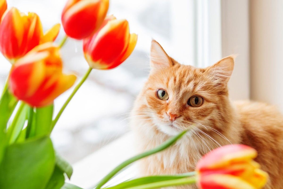 Surprising Dangers: How Tulips Can Harm Your Cat Even From A Distance!