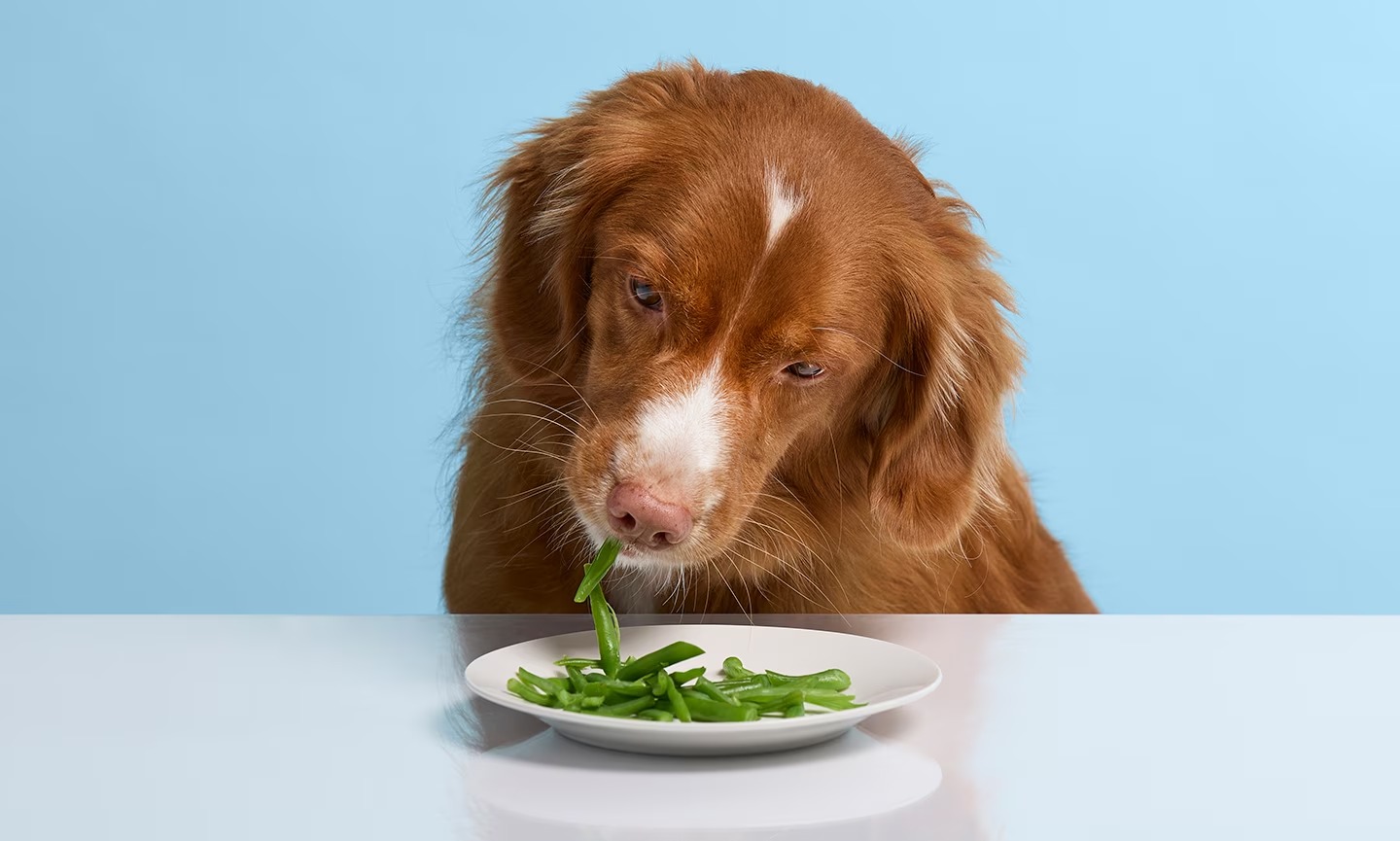 Surprising Dog-Friendly Treat: Canned Green Beans And Veggies – No Salt Or Butter Needed!