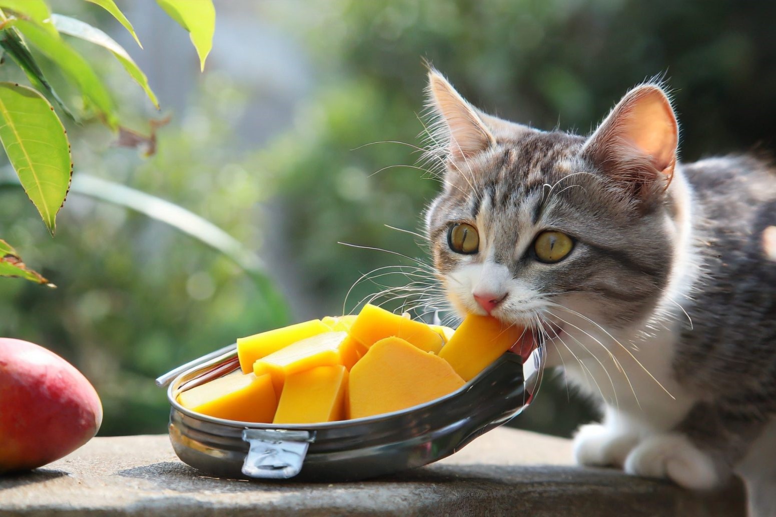 Surprising Facts About Cats And Mango