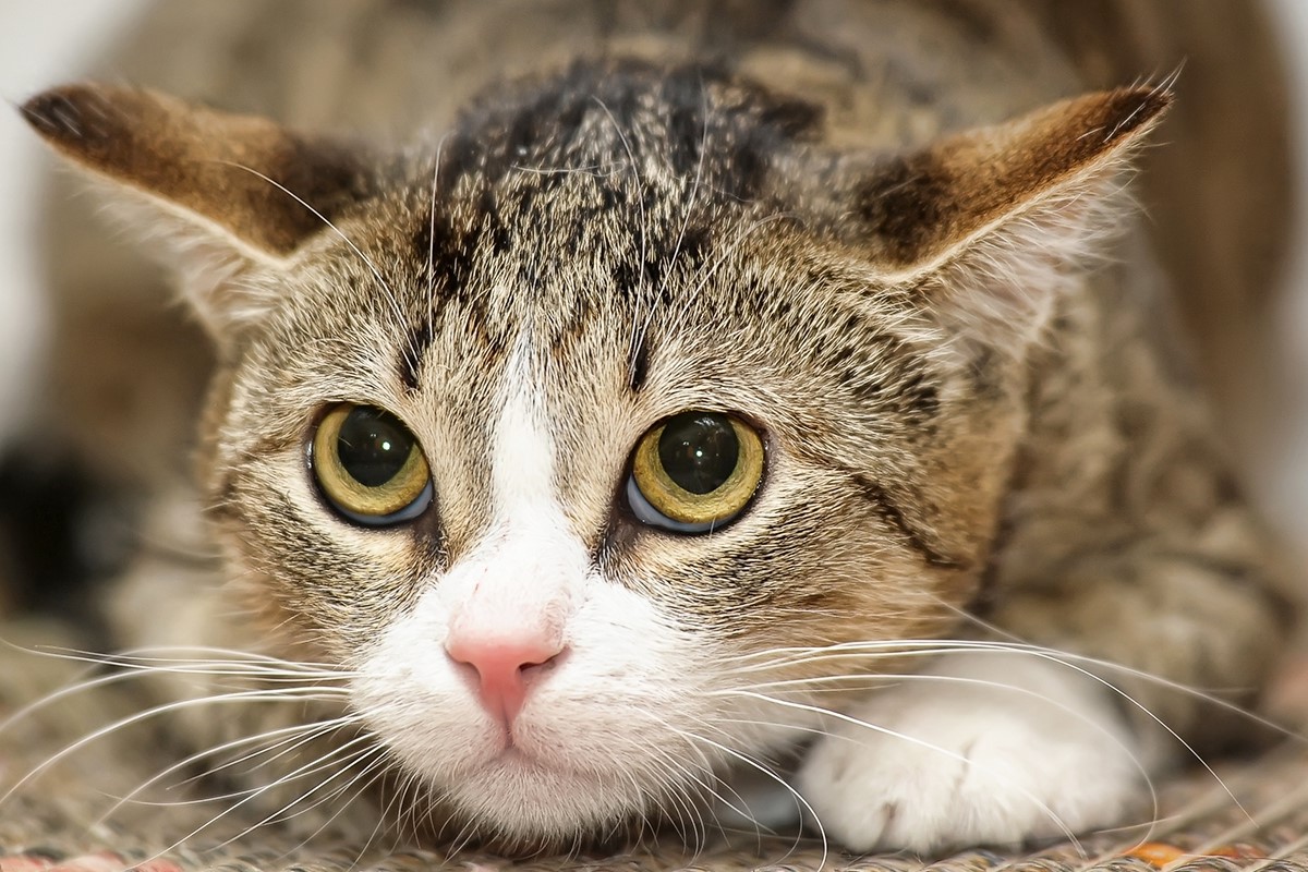 Surprising Solution For Your Cat's Stuffy Nose With No Other Symptoms