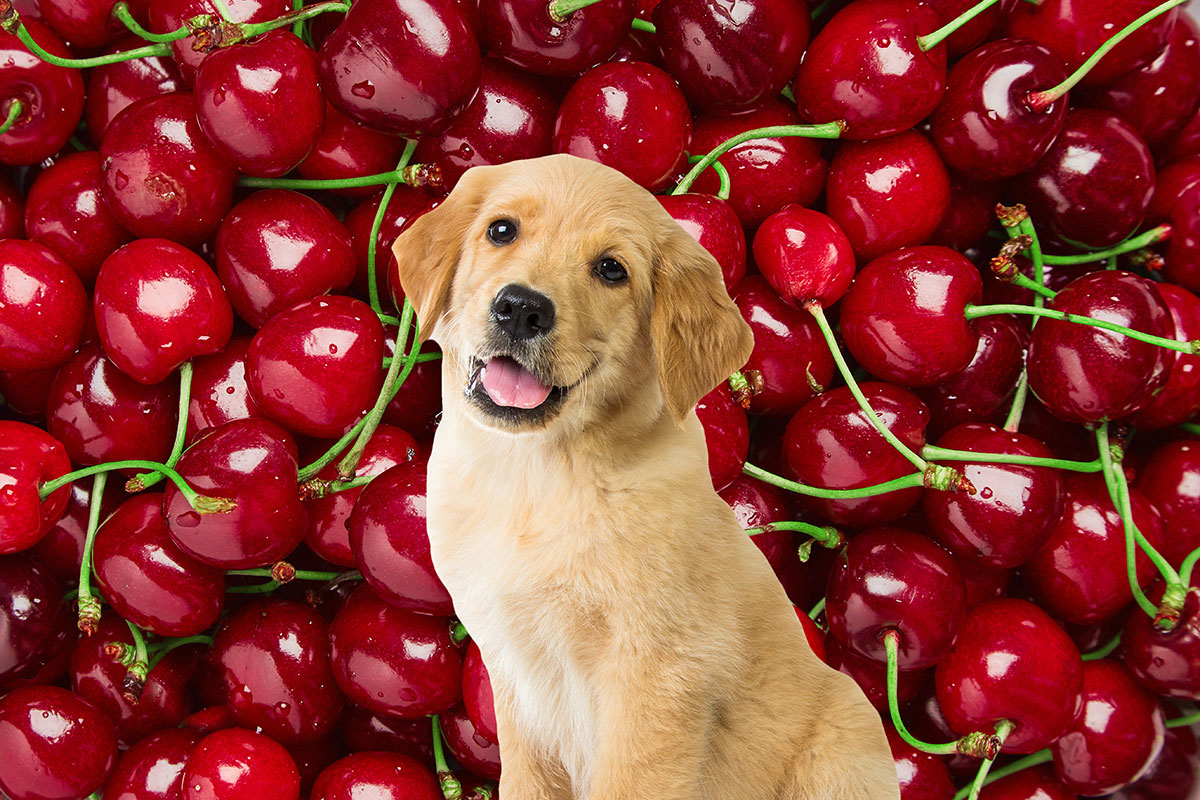 Surprising Truth: Dogs And Red Cherries – What You Need To Know!