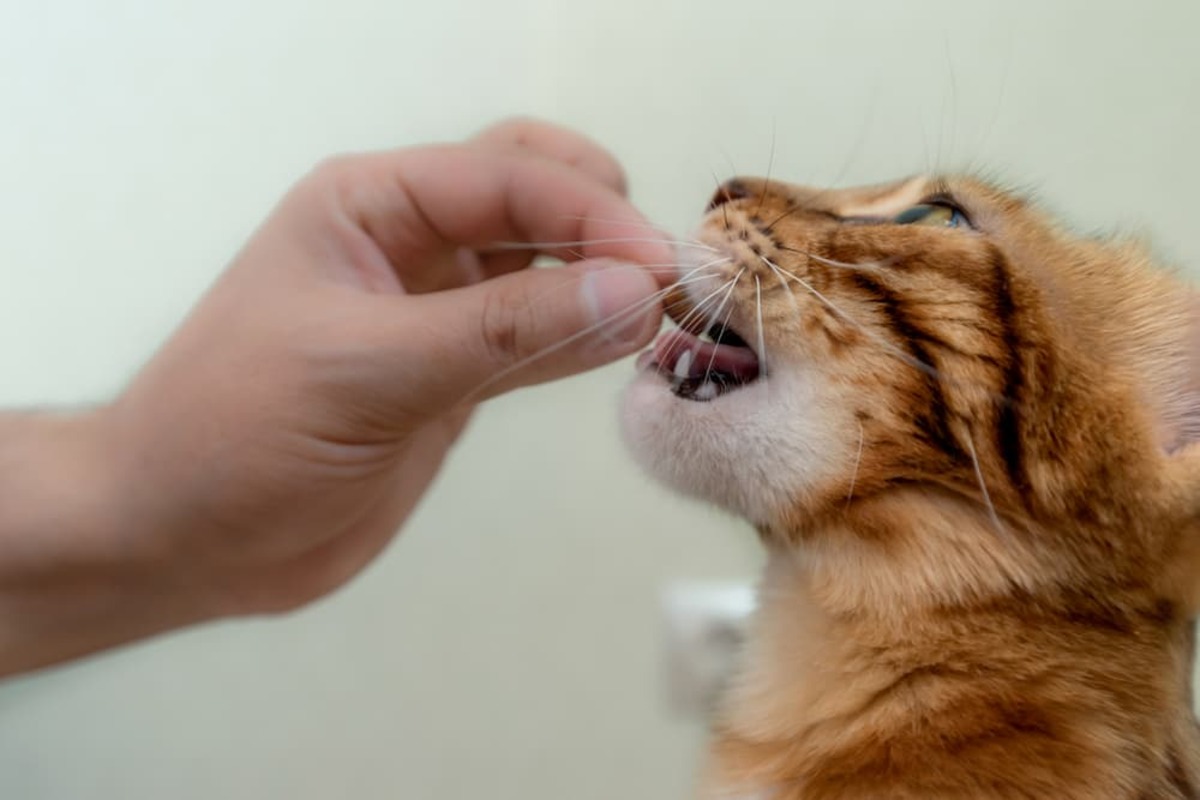 Surprising Way To Boost Your Cat’s Health With Lysine Tablets!