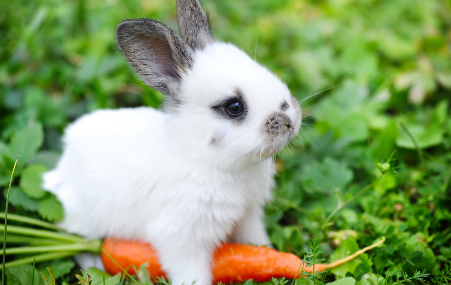 The Adorable Baby Name Of Rabbit That Will Melt Your Heart!