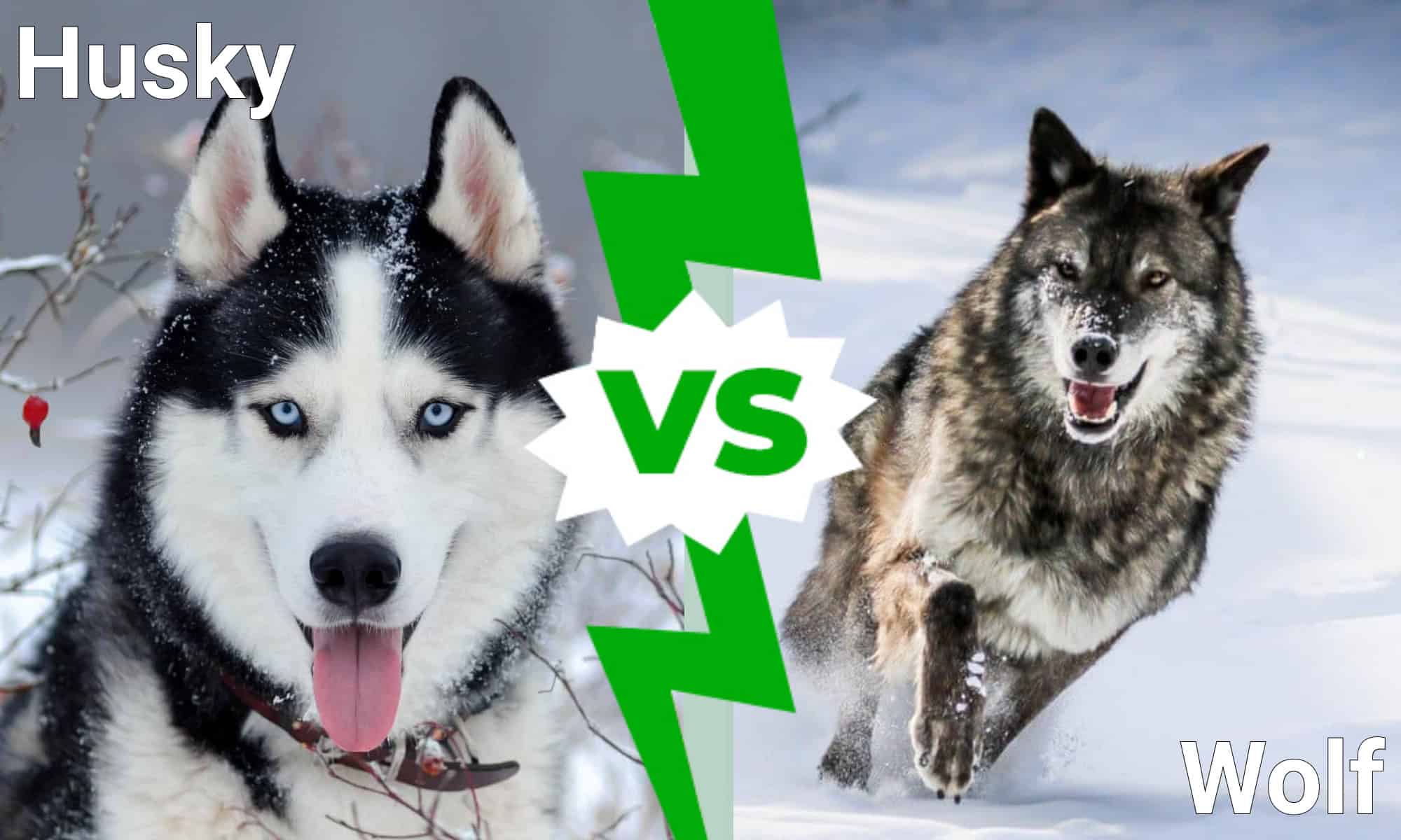 The Astonishing Contrasts Between Siberian Huskies And Wolves