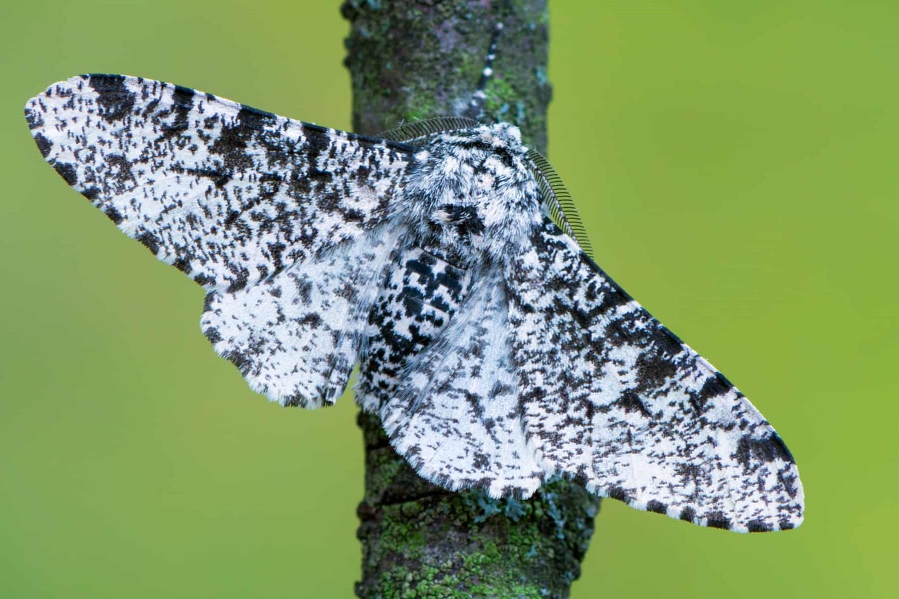 The Astonishing Natural Selection Of The Peppered Moth