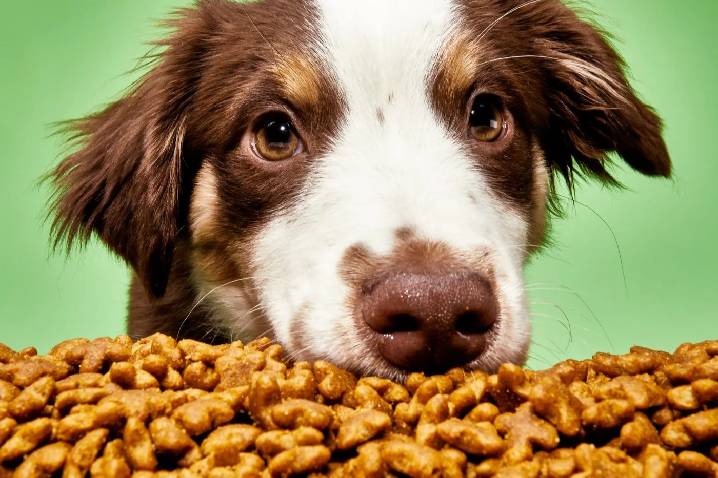 The Best Affordable Dog Food For Picky Eaters