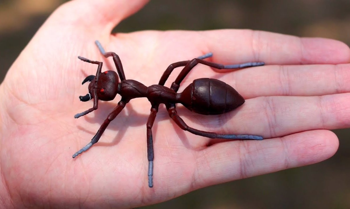 The Enormous Giant Ant: Unveiling The World’s Largest Species!