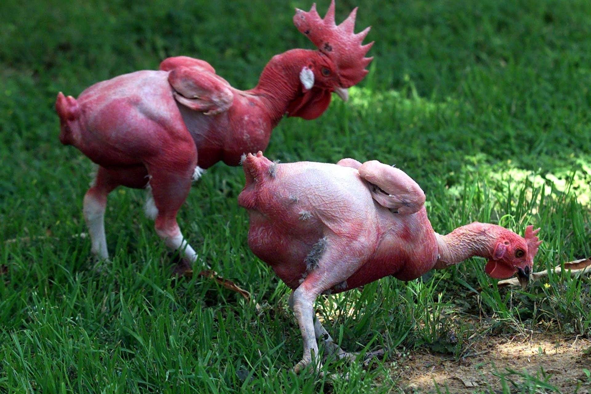 The Featherless Chicken: The Revolutionary Poultry Innovation That Failed To Take Flight