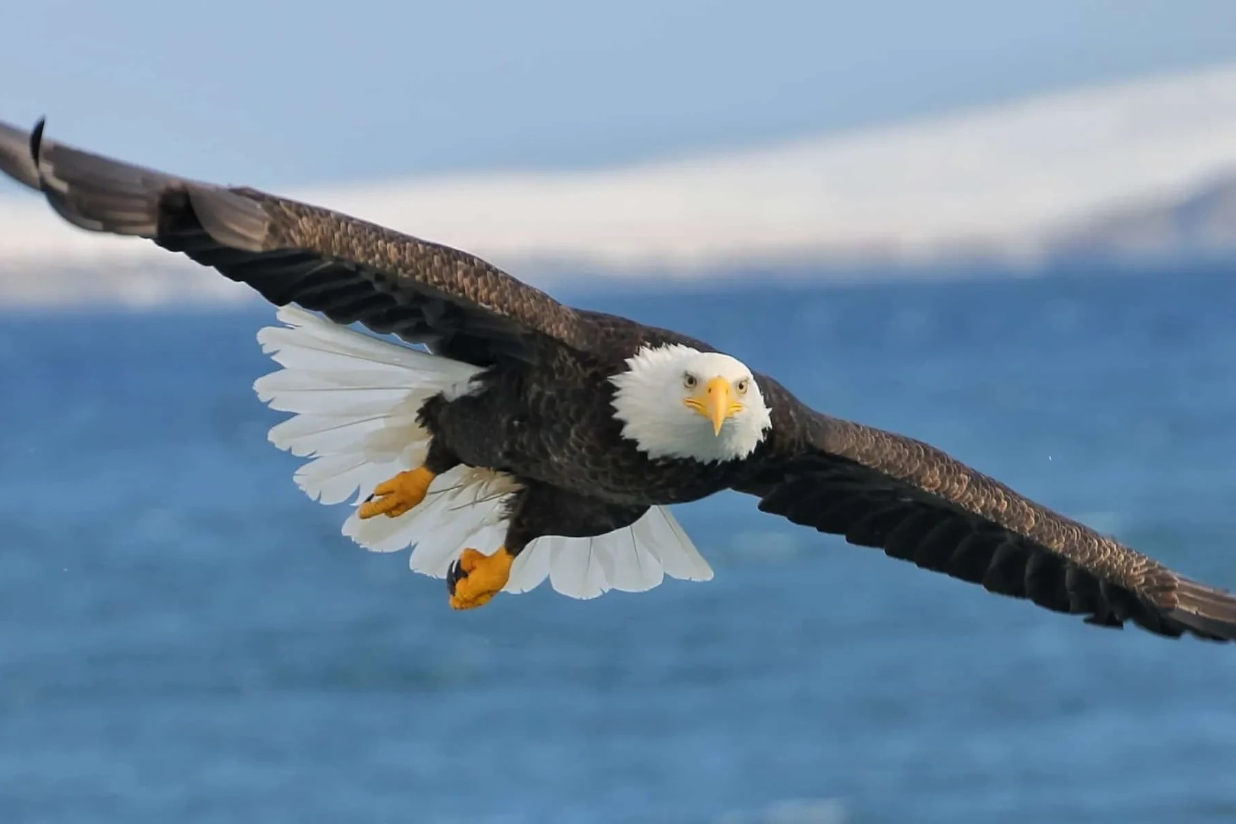 The Hidden Biblical Meaning Behind Seeing An Eagle Or Vulture In Your Dreams