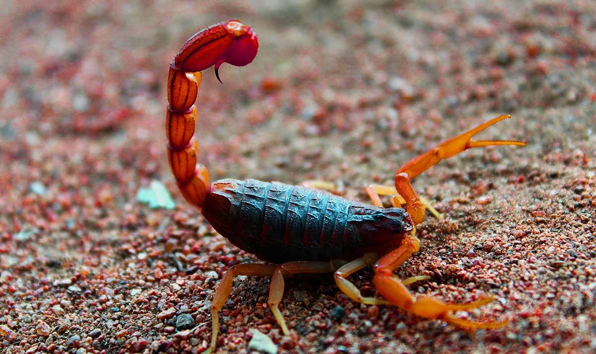 The Hidden Meaning Behind Scorpion Dreams Revealed!