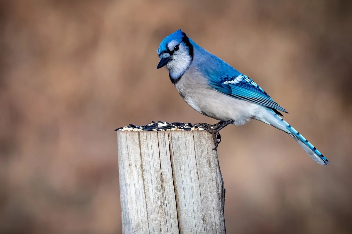 The Hidden Meaning Behind Spotting A Blue Jay