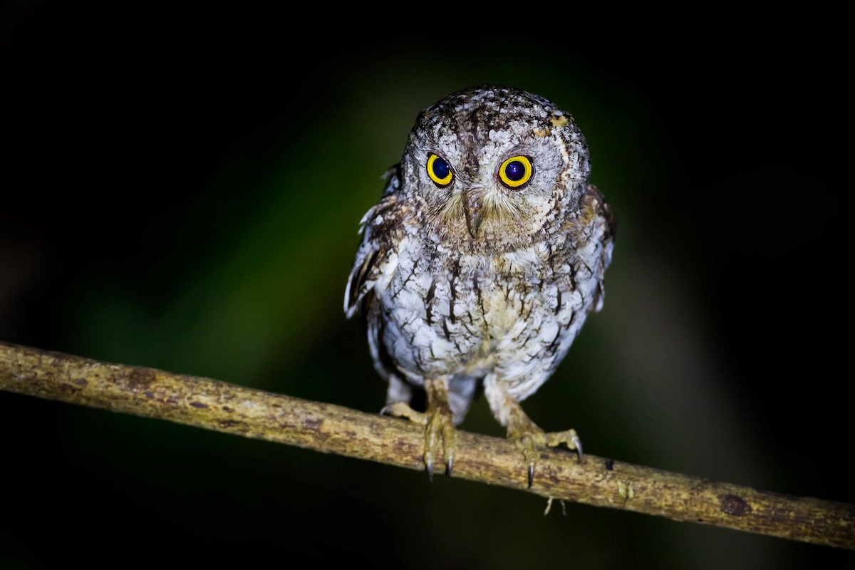The Hidden Meaning Behind Spotting An Owl At Night