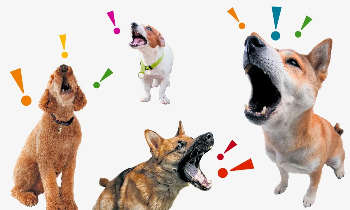 The Hidden Spiritual Message Behind Dogs Barking In Unison