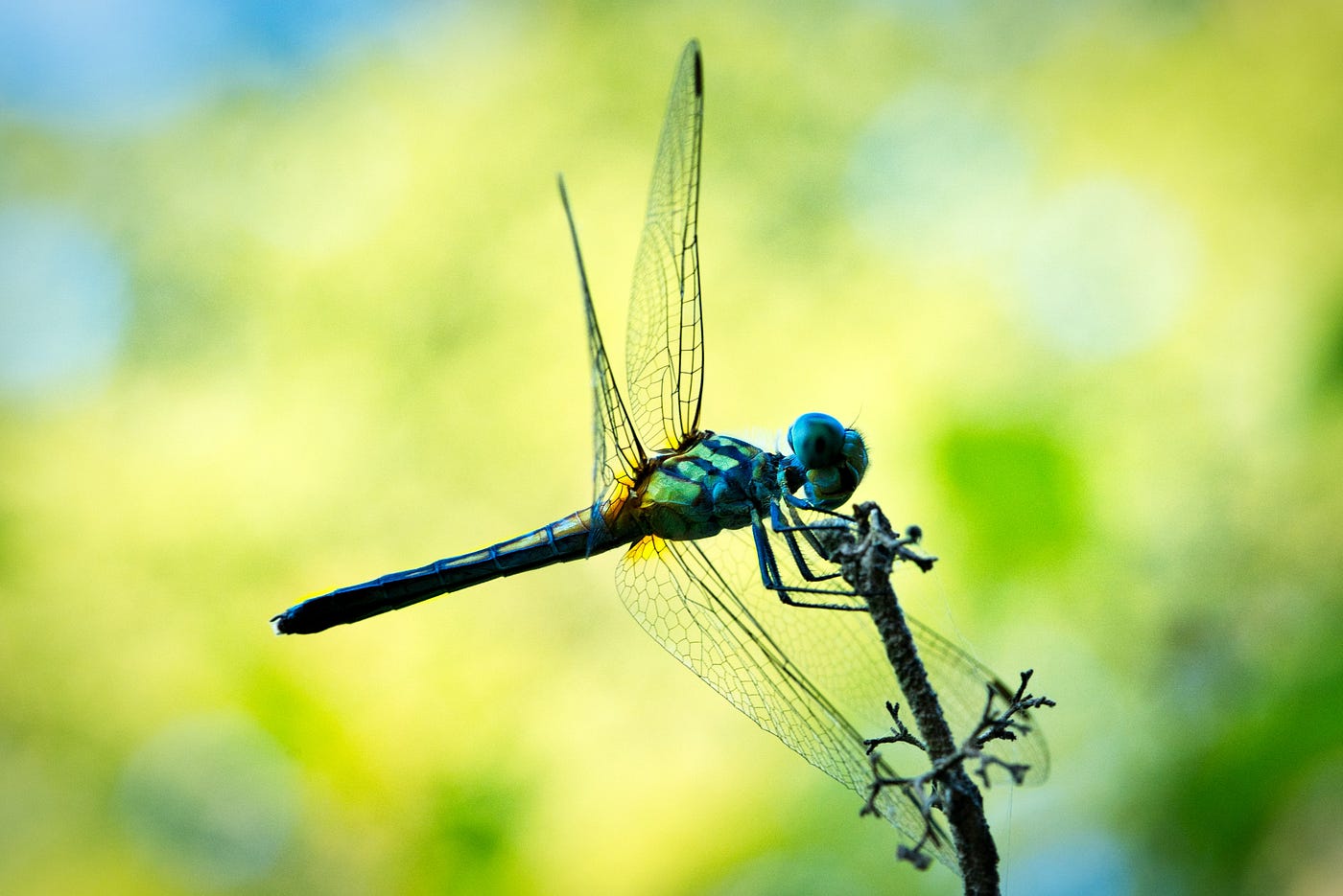The Hidden Spiritual Message Behind Seeing A Dragonfly
