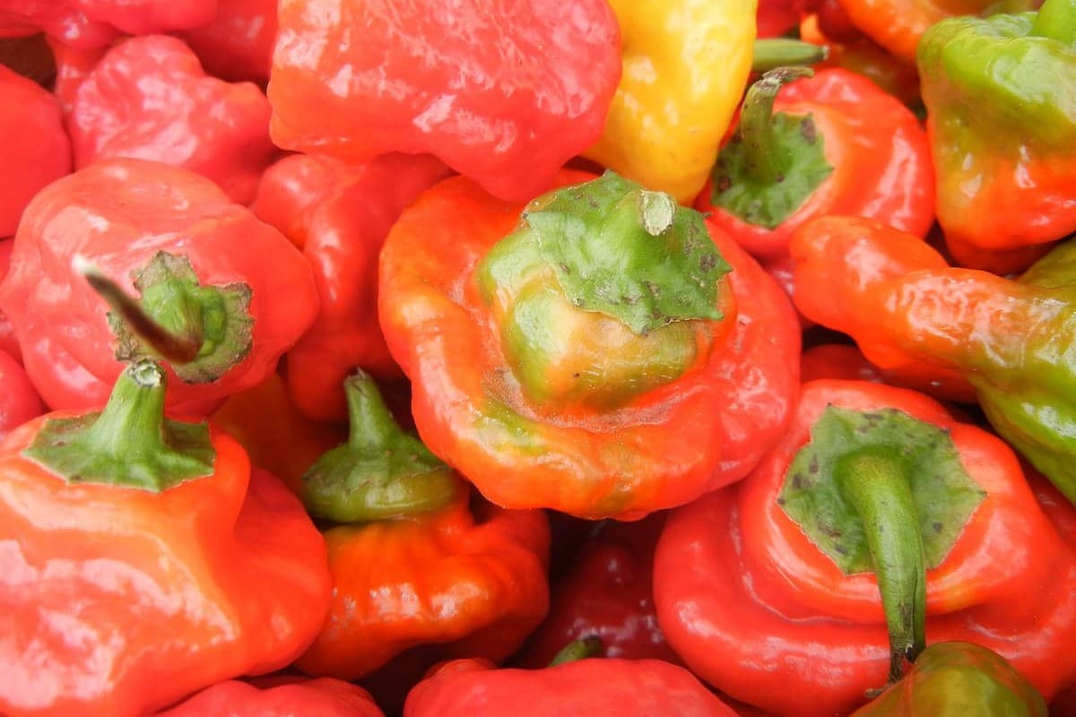 The Incredible Peruvian Puff Pepper: A Spicy Sensation You Won’t Believe!