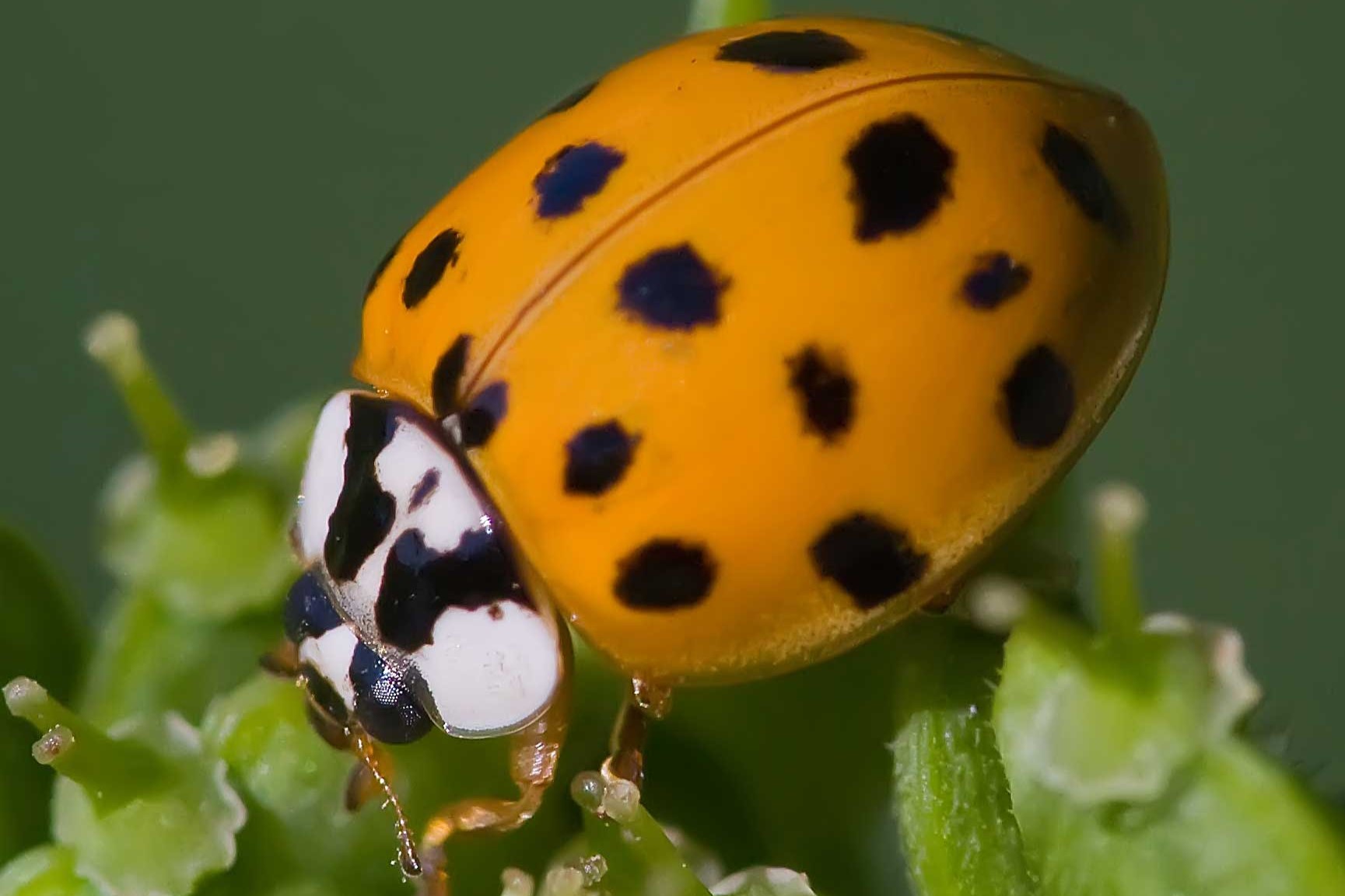 The Meaning Behind Orange Ladybugs: Unveiling Their Mysterious Significance