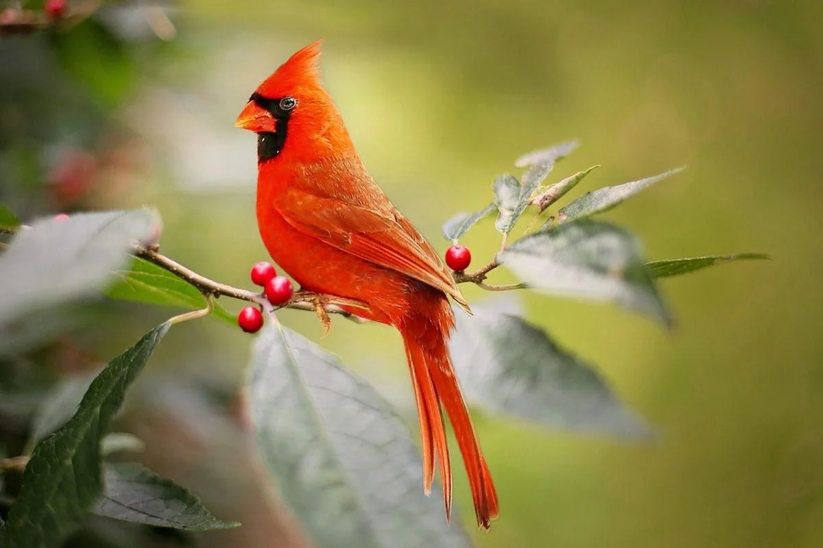 The Meaning Behind Seeing And Hearing A Red Cardinal