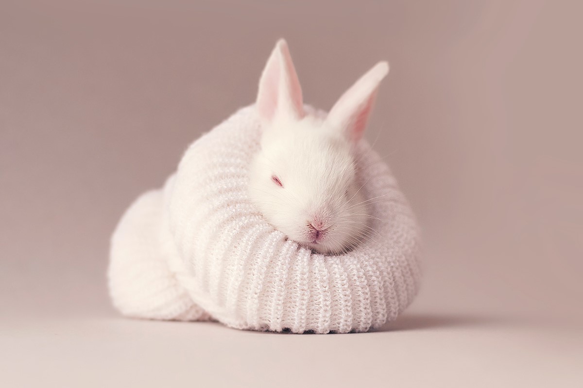The Most Adorable Bunny Picture You'll Ever See!