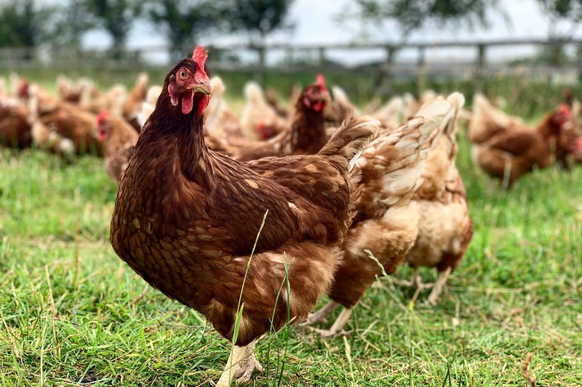 The Most Delicious And Juicy Chicken Breed Revealed!
