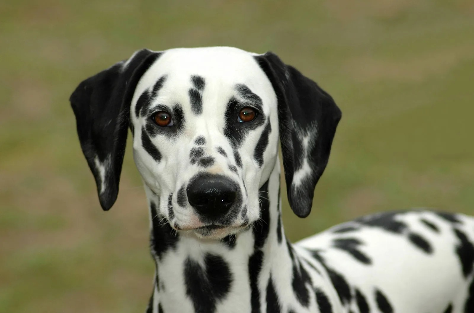 The Mysterious Disappearance Of Dalmatians: What Happened To These Iconic Dogs?