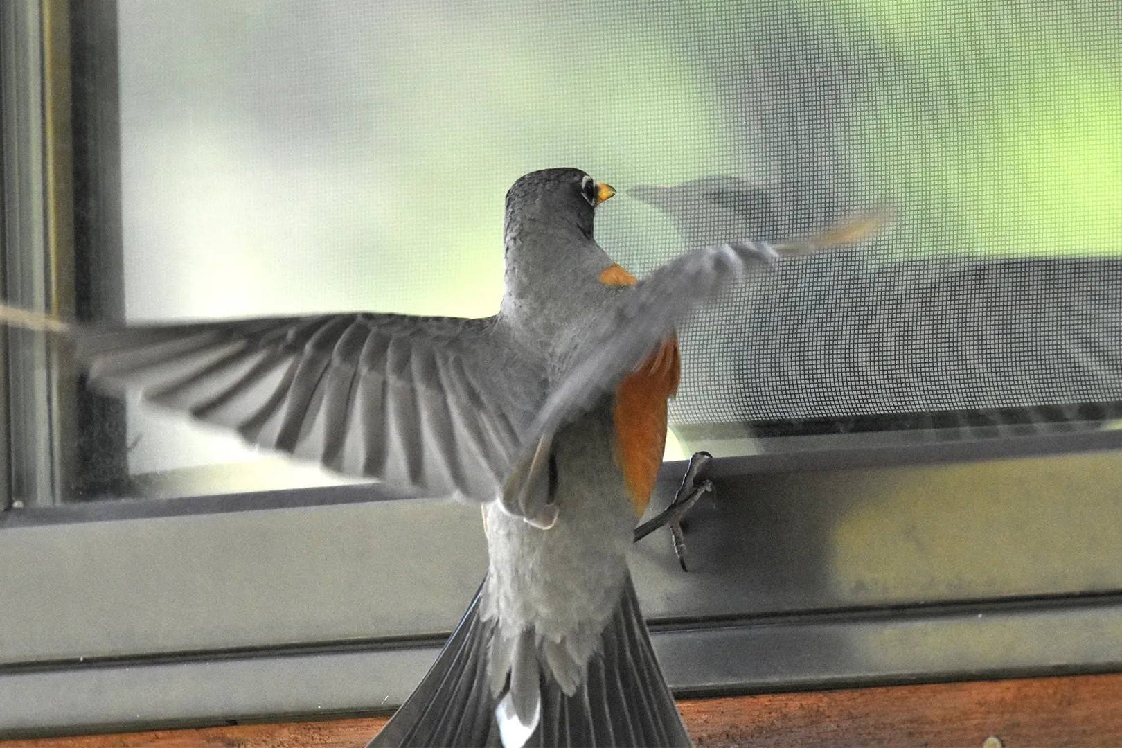 The Mysterious Significance Of A Bird's Persistent Window Assault