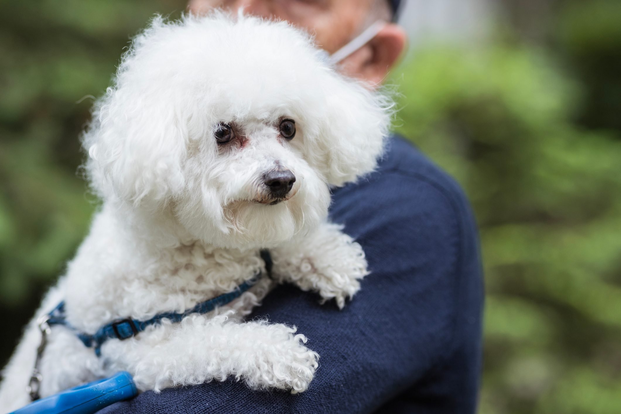 The Perfect Companion Dog For Elderly Individuals With Mobility Issues: Poodle/Bichon Mix Pros And Cons Revealed!