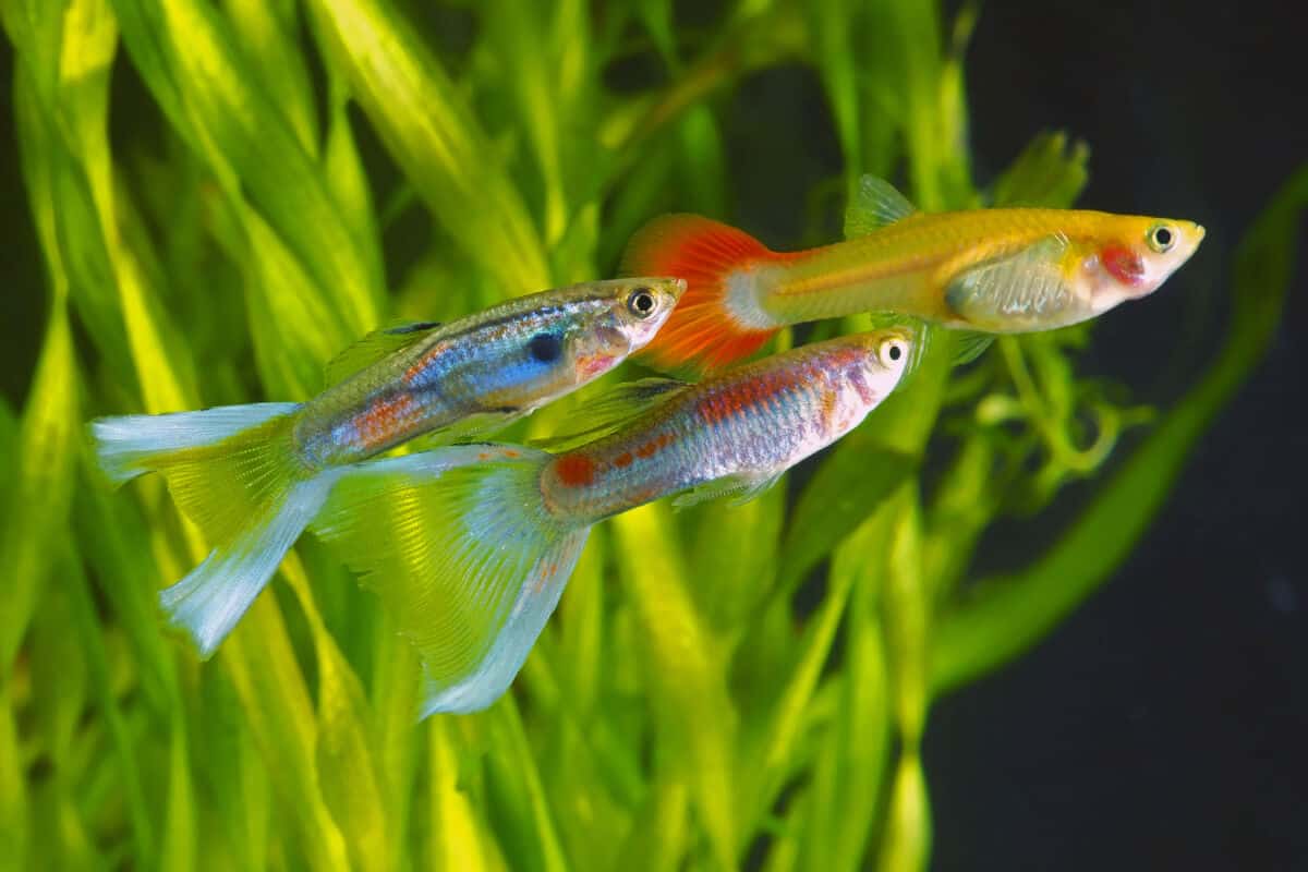 The Perfect Number Of Guppies For A Thriving Tank!