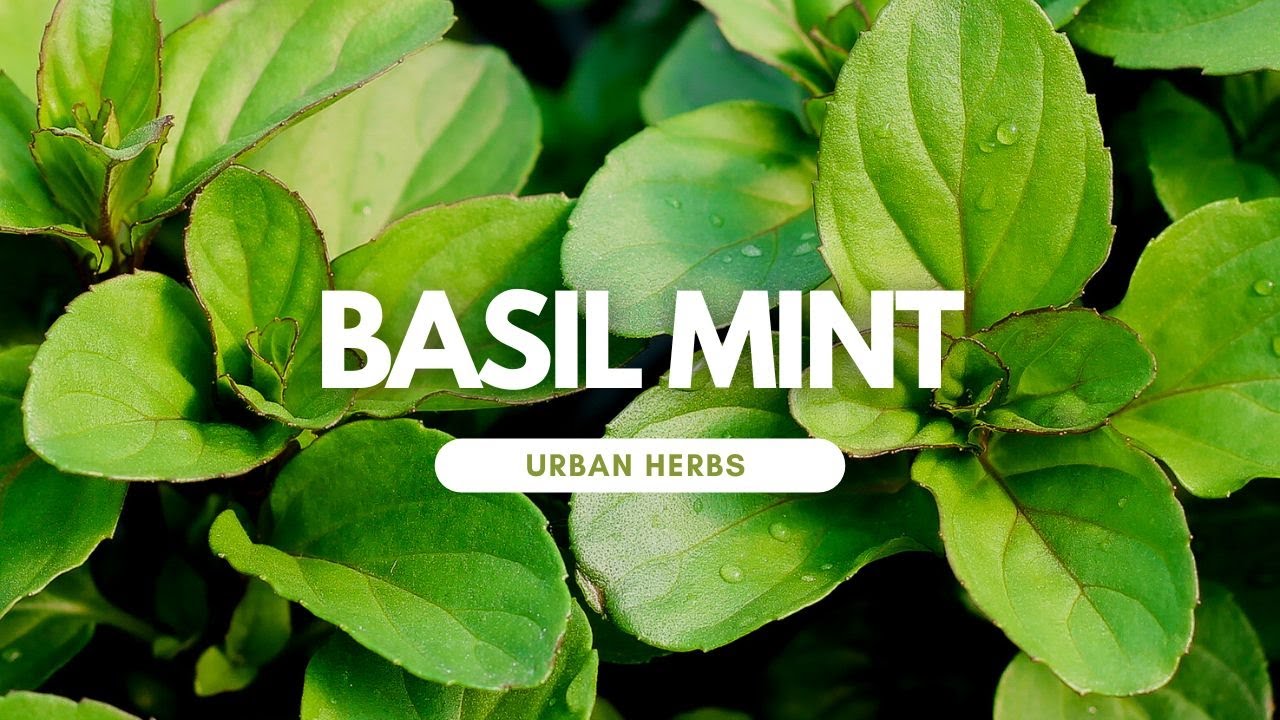 The Perfect Pair: Mint And Basil - The Ultimate Companion Plants!