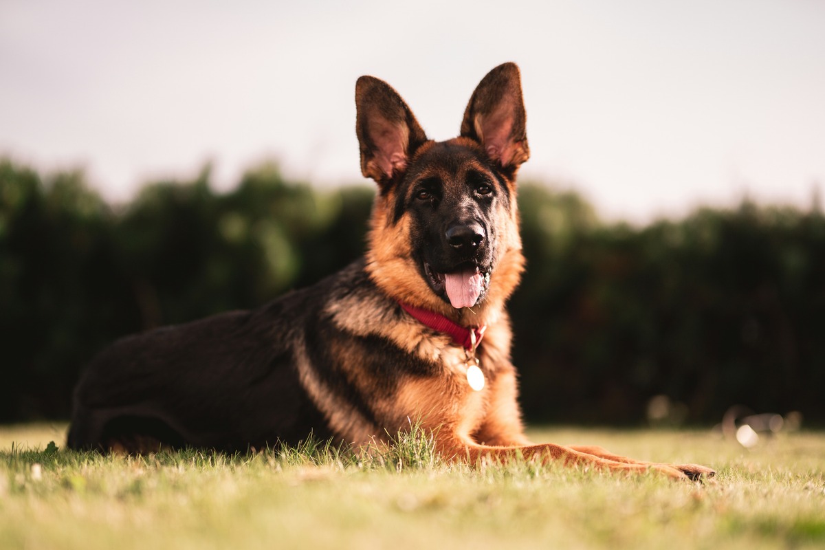 The Pros And Cons Of Owning A German Shepherd As A Pet: Is It Worth It?