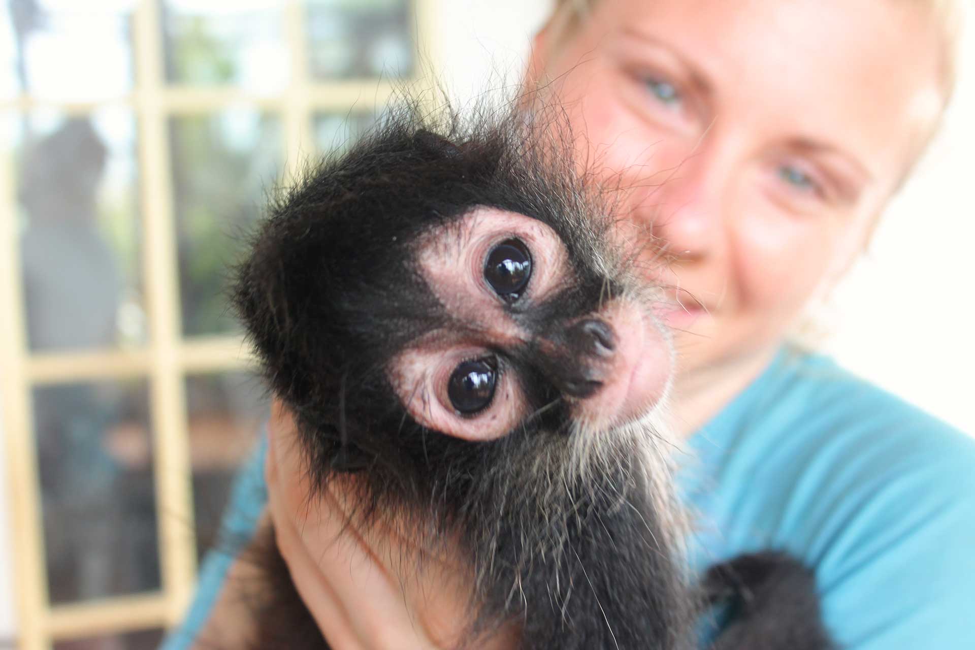 The Pros And Cons Of Owning A Pet Spider Monkey: Are They The Perfect Companion Or A Recipe For Disaster? Plus, Find Out If It’s Legal In Your Country!