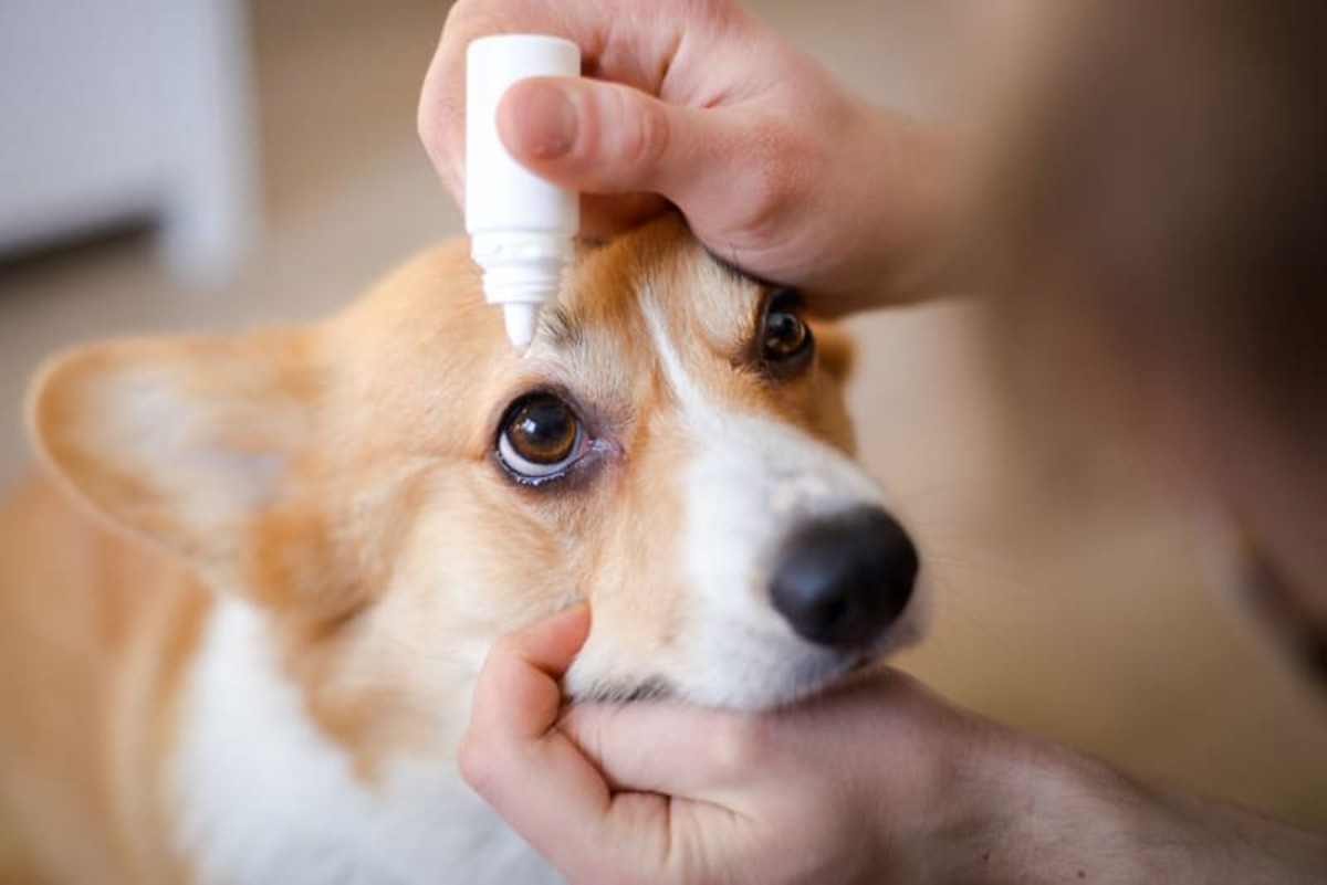 The Safest Eye Drops For Dogs With Allergies