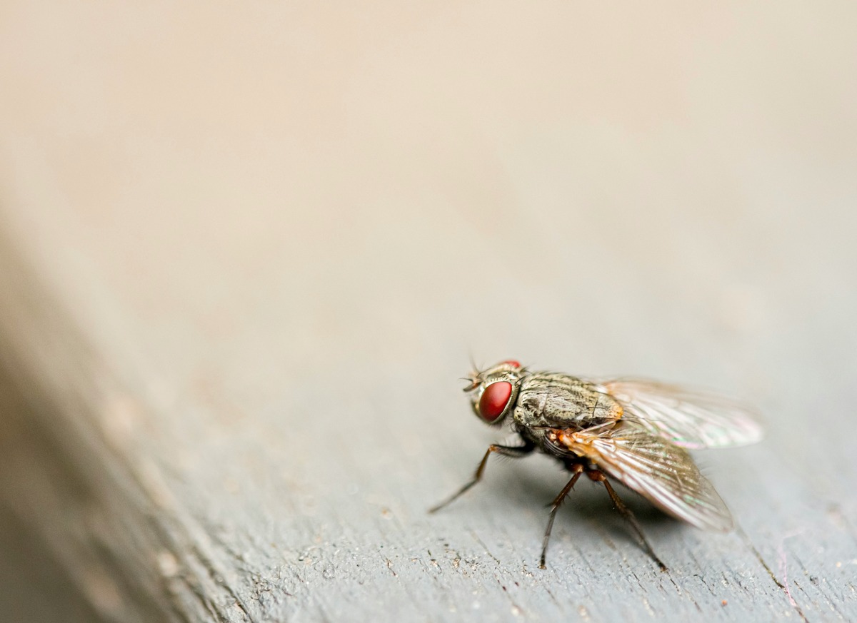 The Secret Reason Why Flies Swarm Around Certain People