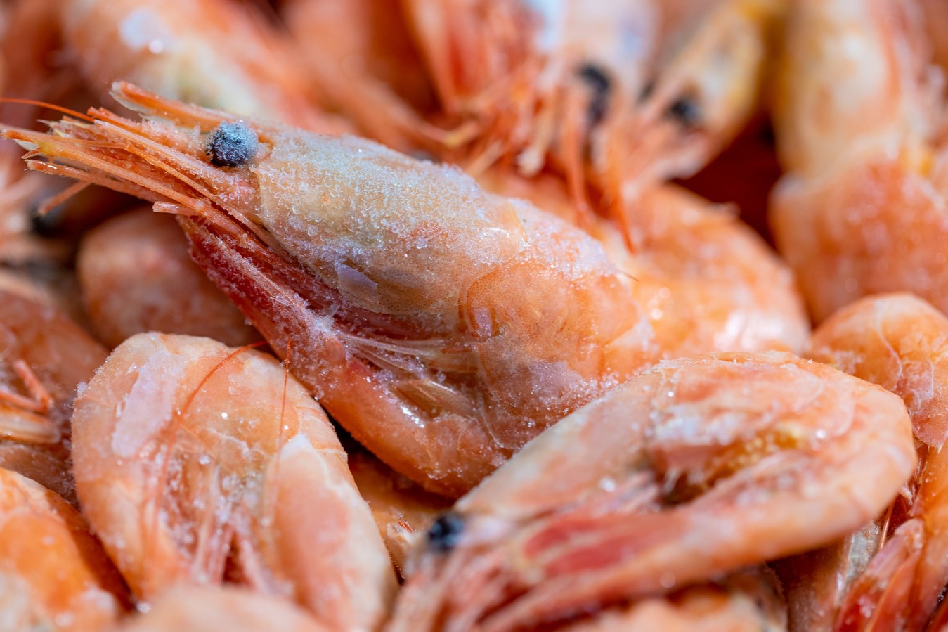 The Shocking Dangers Of Refreezing Thawed Cooked Shrimp