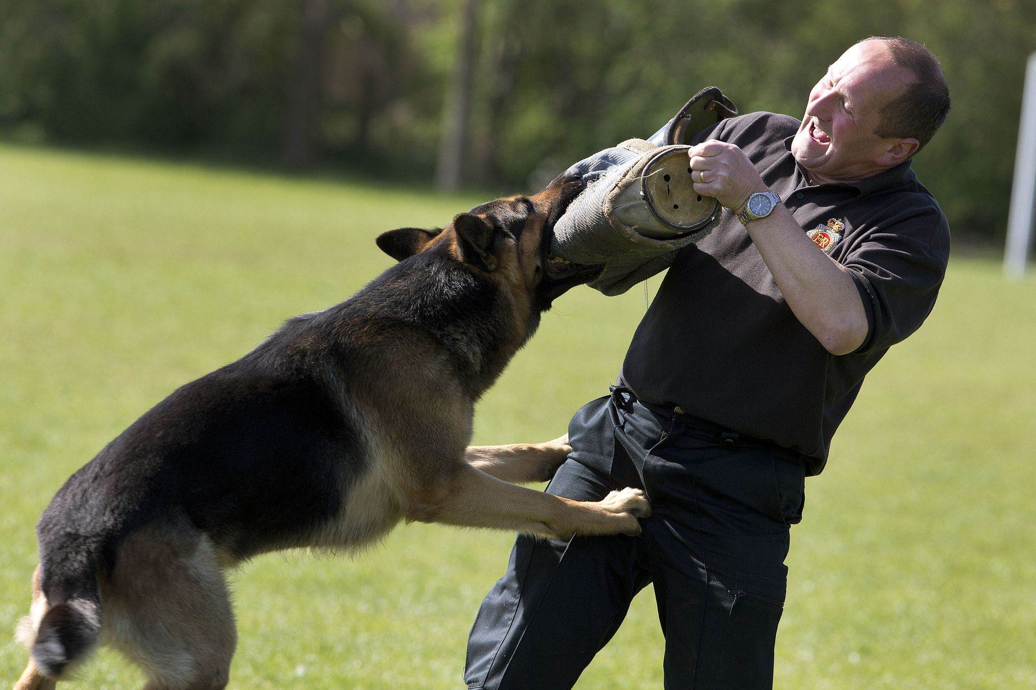The Shocking Price Tag Of A Fully Trained German Shepherd Revealed!