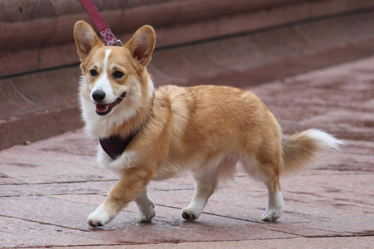 The Shocking Reason Why People Remove A Corgi’s Tail!