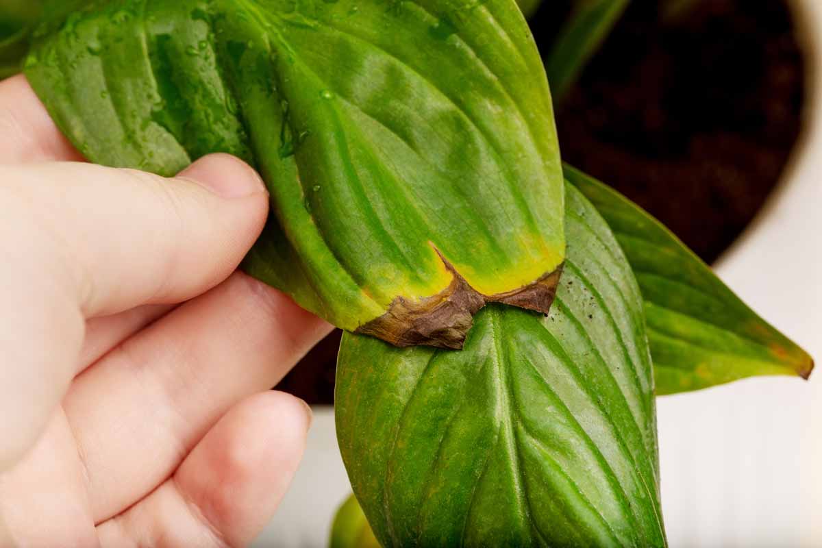 The Shocking Reason Why Your Peace Lily Leaves Are Turning Yellow And Dying