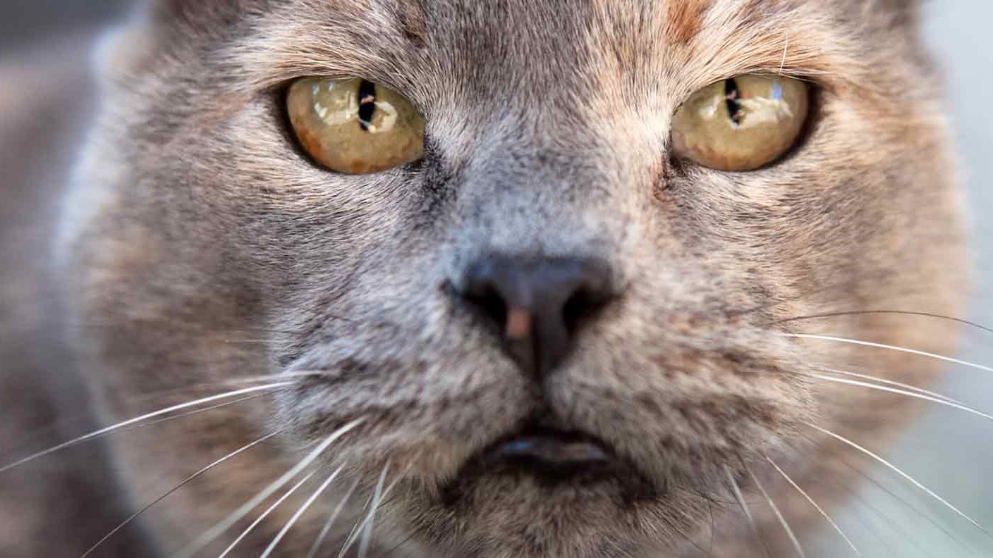 The Shocking Truth About Your Kitten's Black Nose!