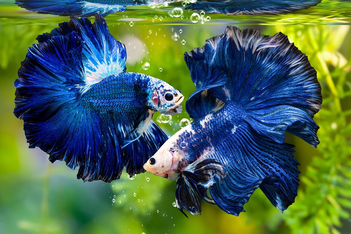 The Shocking Truth: Betta Fish's Fight For Survival Without A Filter!