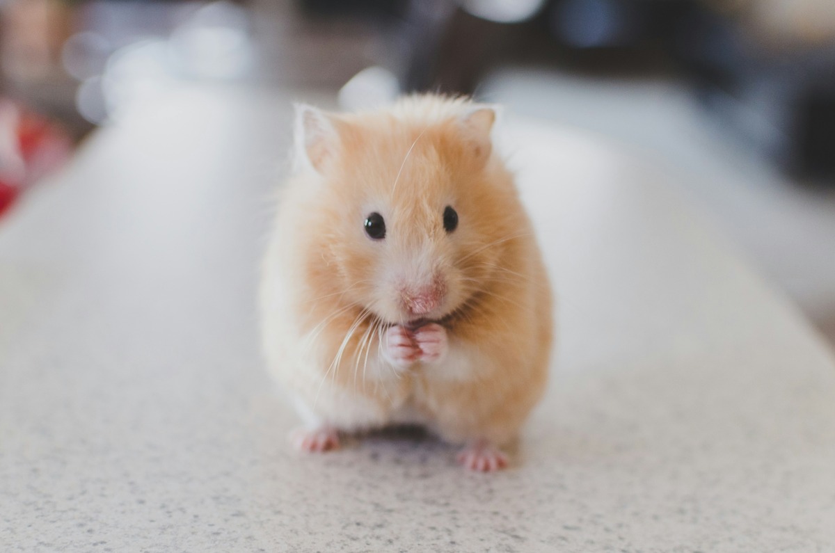 The Shocking Truth: How Long Can A Hamster Survive Without Food Or Water?