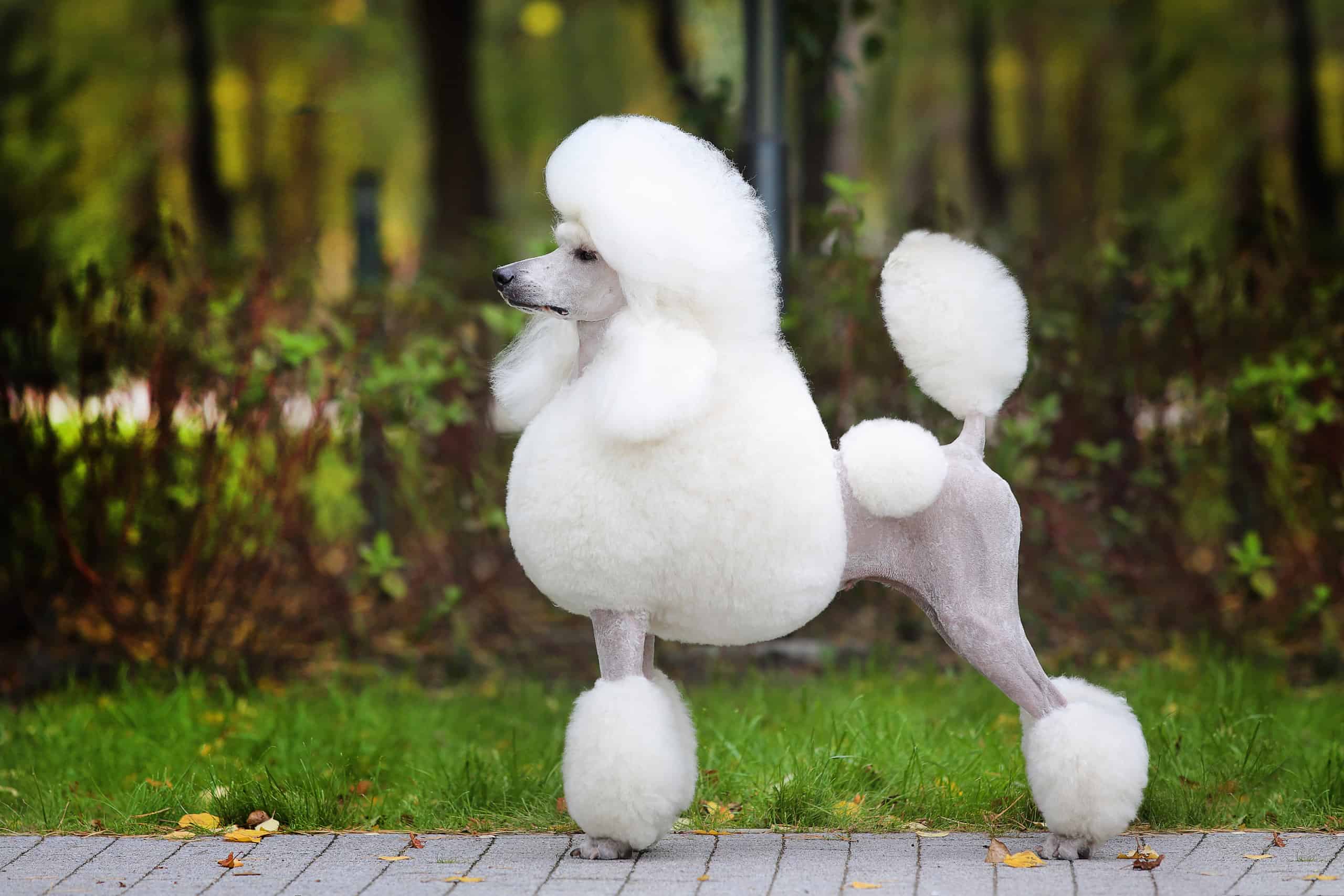 The Shocking Truth: The Surprising Reason Why Poodles Are So Hated!
