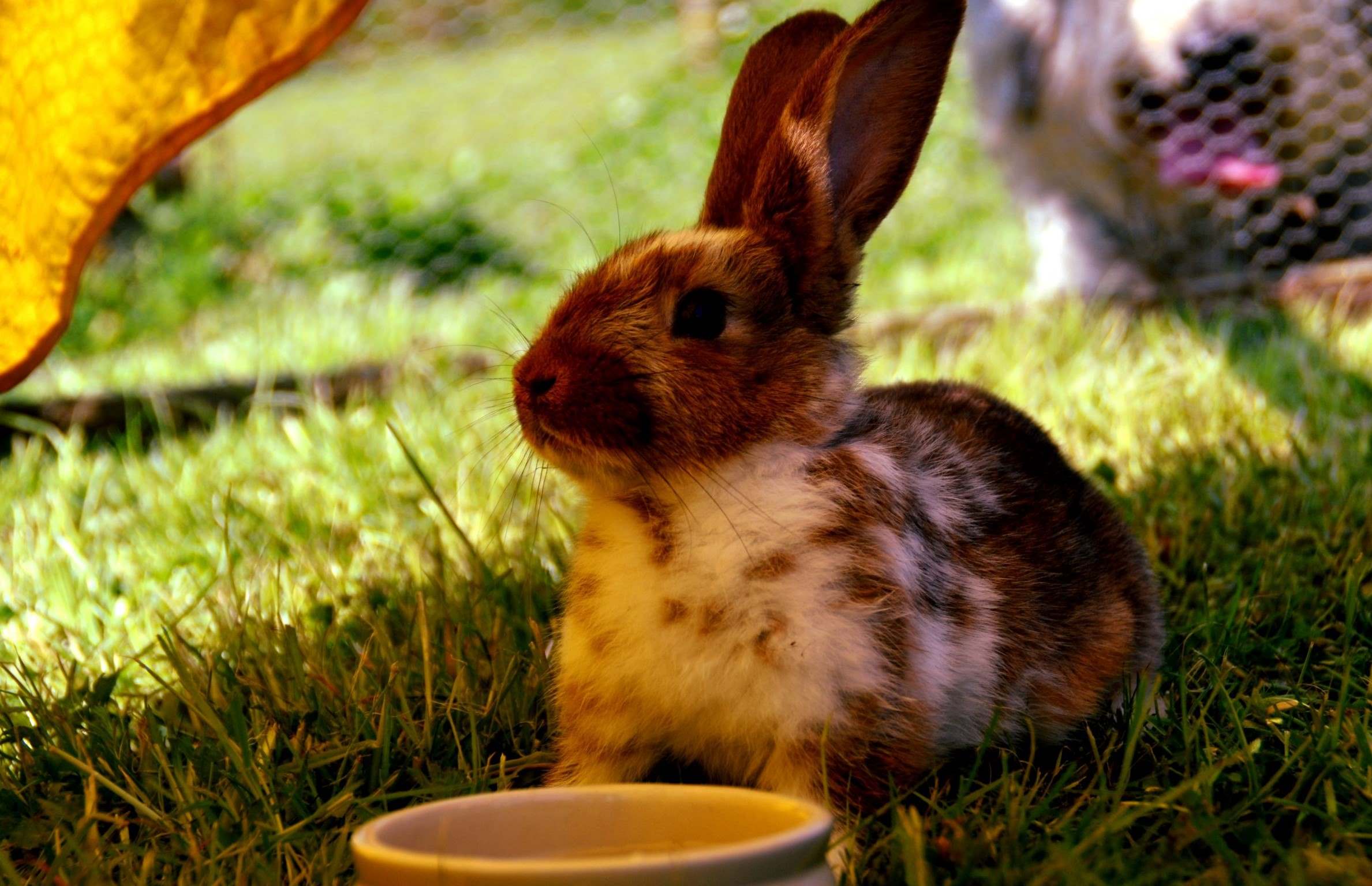 The Shocking Truth: What Happens To Your Rabbit When Its Water Bottle Runs Dry For 12 Hours