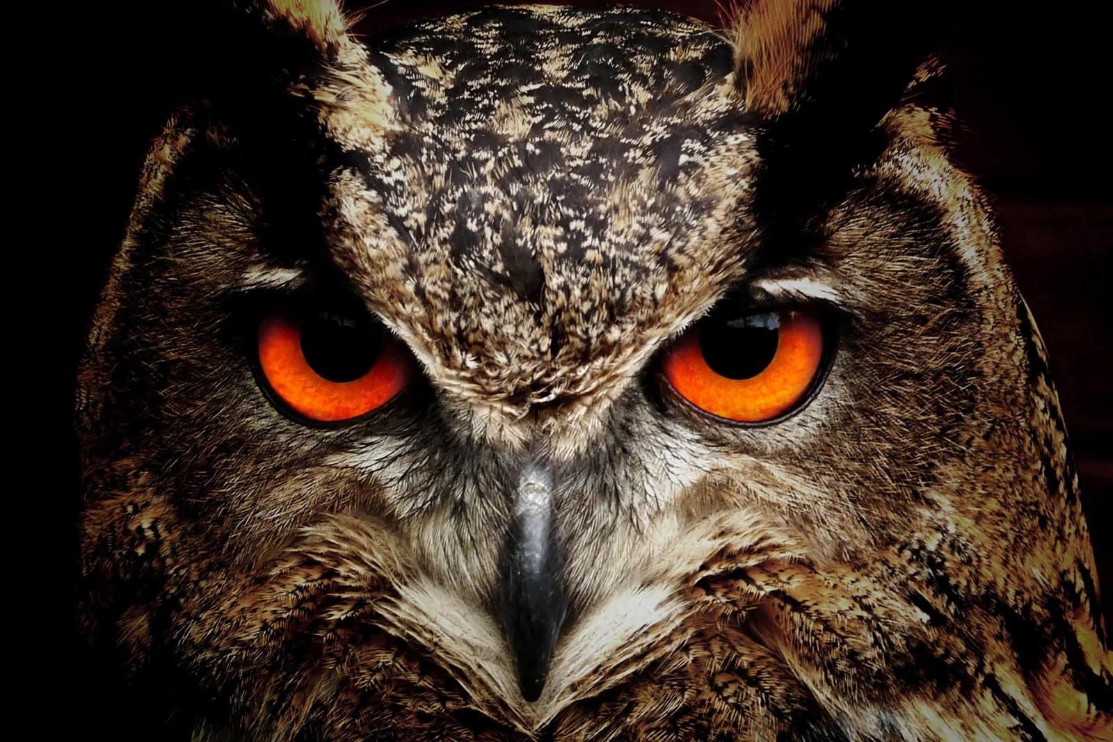 The Spiritual Meaning Behind Seeing An Owl