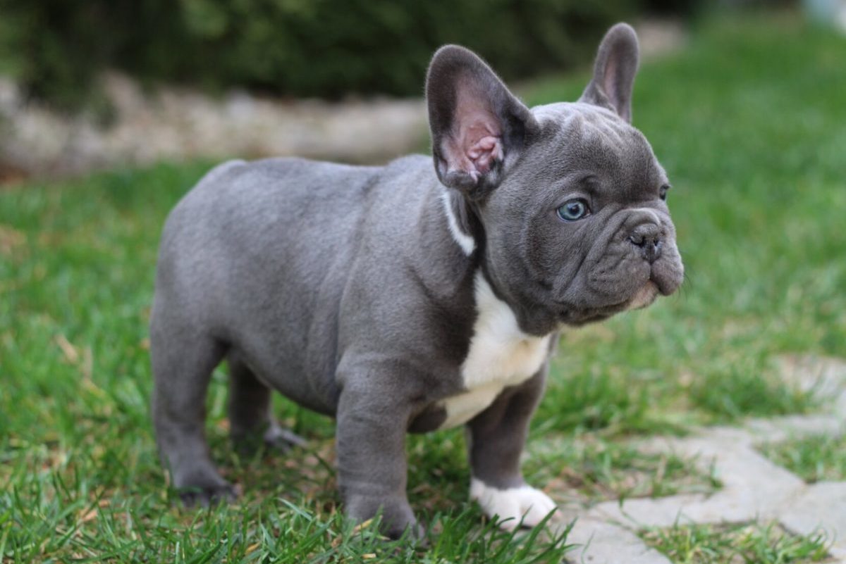 The Stunning Color Of A Blue French Bulldog