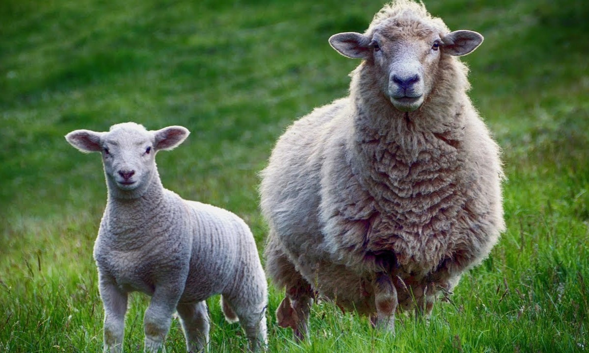 The Surprising Difference In Taste Between Sheep And Lamb!