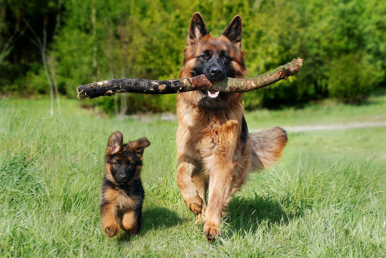 The Surprising Dog Breeds That Created The German Shepherd!
