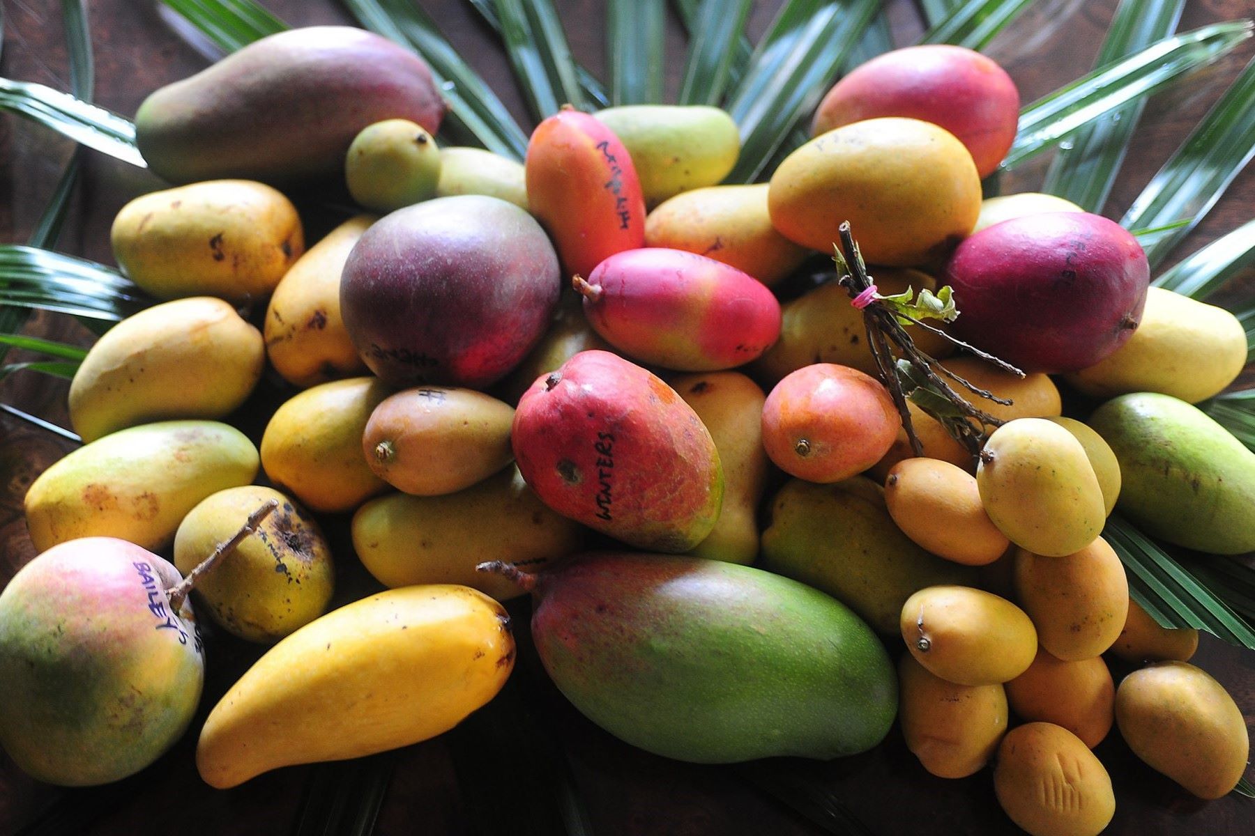 The Surprising Flavors Of Different Mango Varieties Revealed!