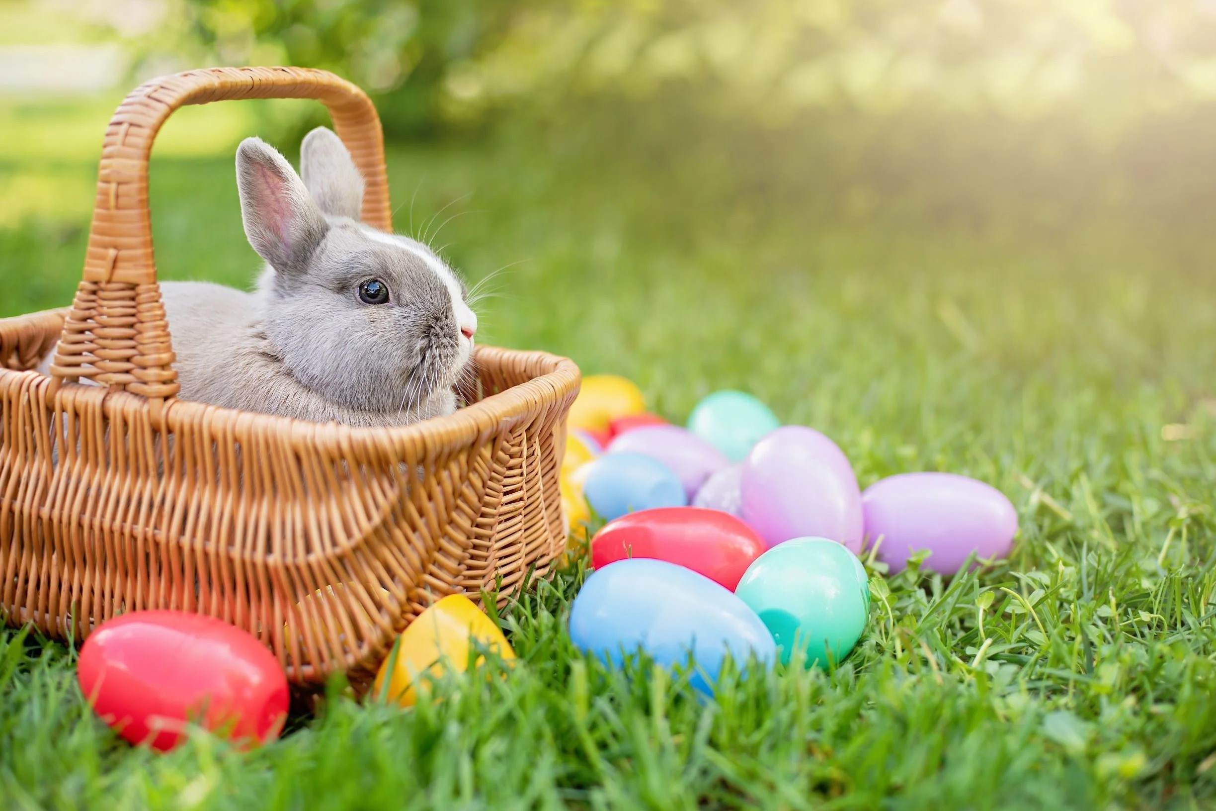 The Surprising Gender Of The Easter Bunny Revealed!