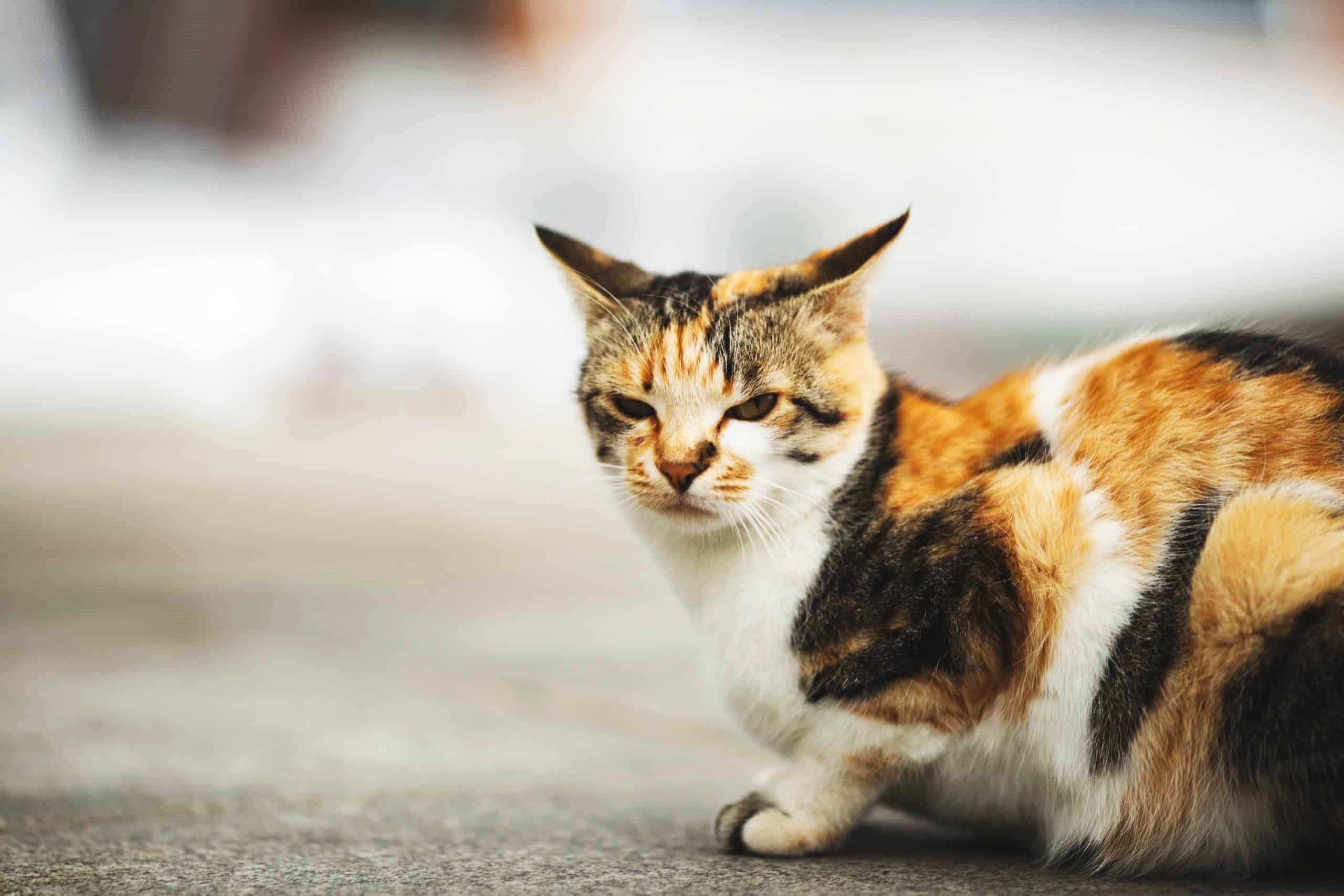The Surprising Meaning Behind A Cat’s “Airplane Ears”