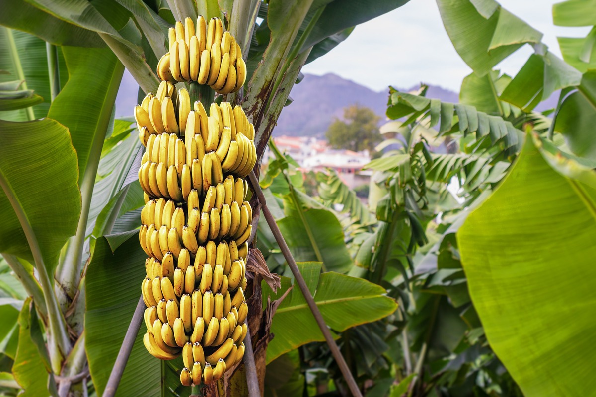 The Surprising Name For Bunches Of Bananas On A Banana Tree!