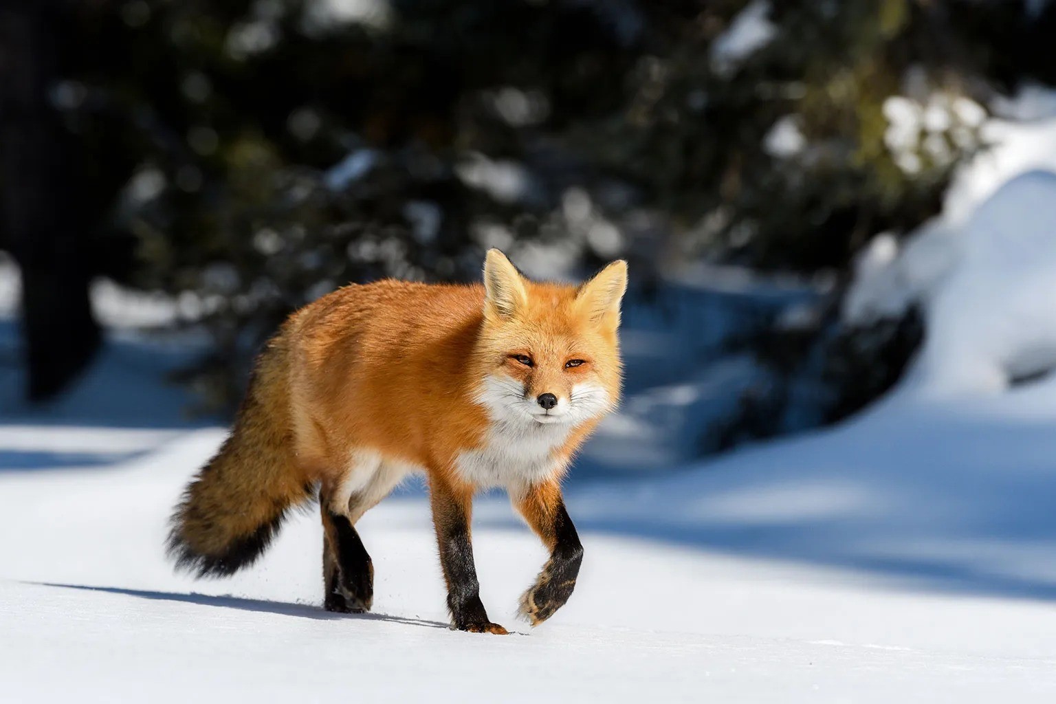 The Surprising Personality Traits Of Foxes Revealed!